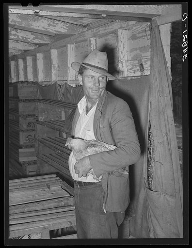 Man with chicken at cooperative poultry house. Brownwood, Texas