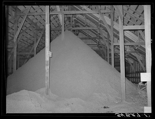 Pile of cotton seed hulls. Cotton seed warehouse, McLennan County, Texas. A new use of these hulls is for flooring in chicken houses. After being used for about six weeks, the hull and manure provide for efficient fertilizer