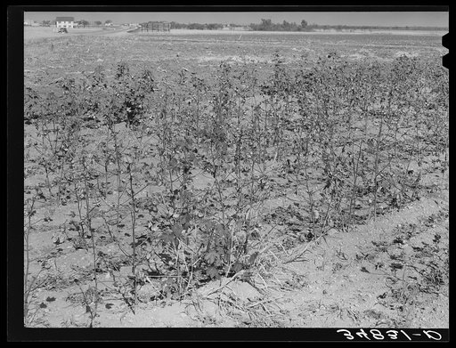 Dead cotton plants after the harvest. McLennan County, Texas