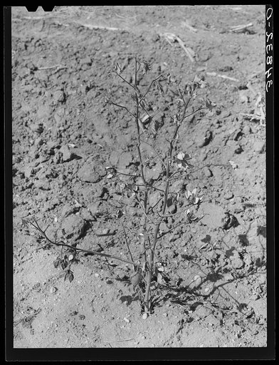 Untitled photo, possibly related to: Dead cotton plants after the harvest. McLennan County, Texas
