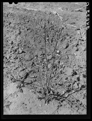 Untitled photo, possibly related to: Dead cotton plants after the harvest. McLennan County, Texas