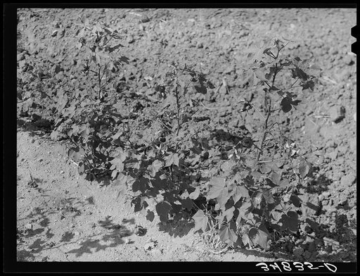 Untitled photo, possibly related to: Dead cotton plants after the harvest. McLennan County, Texas