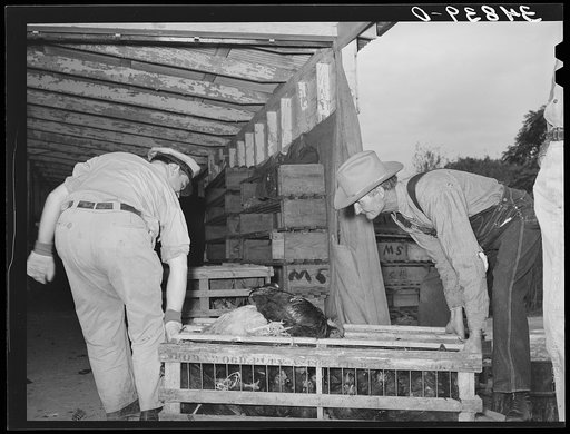 Handling crate of chickens at cooperative poultry house. Brownwood, Texas
