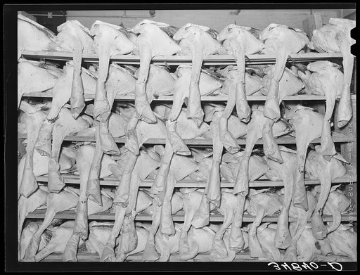 Selected turkeys on the racks awaiting shipment. Cooperative poultry house. Brownwood Texas
