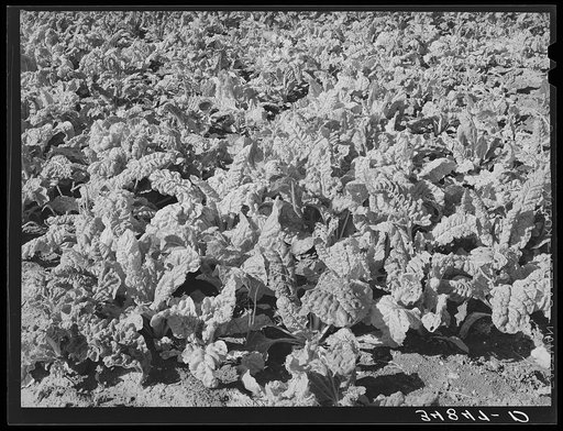 Spinach growing in truck gardener's field. Tom Green County, San Angelo, Texas