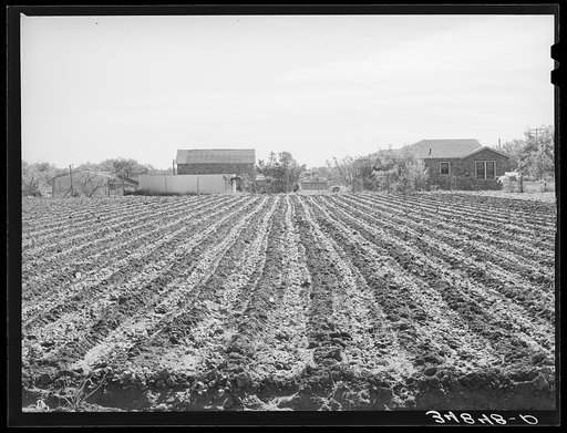 Young spinach in rows. Truck farm, Tom Green County, near San Angelo, Texas