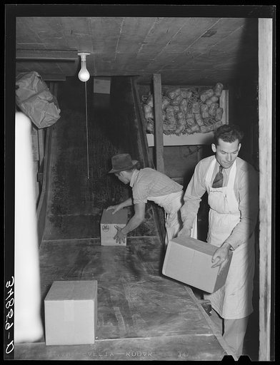 Untitled photo, possibly related to: Handling cartons of groceries which have been "shot down the chute."  Wholesale grocery, San Angelo, Texas