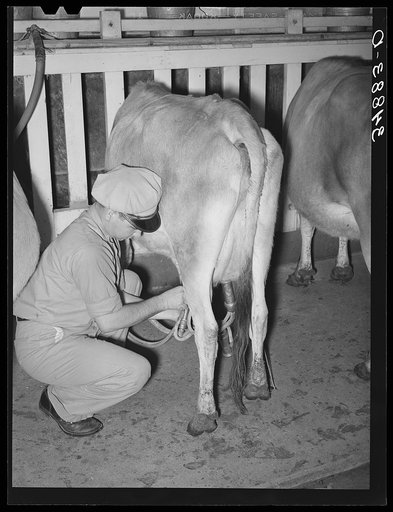 Untitled photo, possibly related to: Stripping a cow after she has been milked with electric milker. Dairy, Tom Green County, Texas