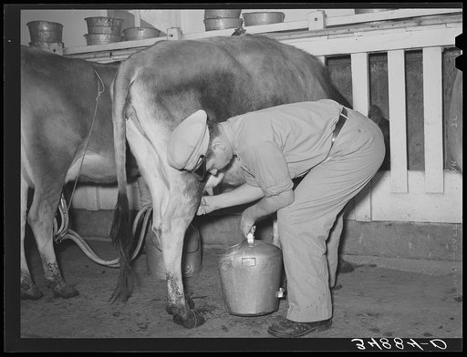 Stripping a cow after she has been milked with electric milker. Dairy, Tom Green County, Texas