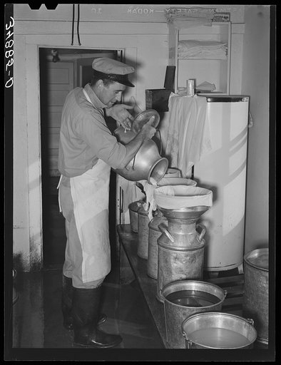Straining the milk at large dairy in Tom Green County, Texas
