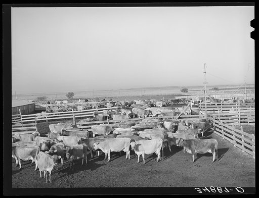 Untitled photo, possibly related to: Herd of cattle in pens at large dairy in Tom Green County, Texas