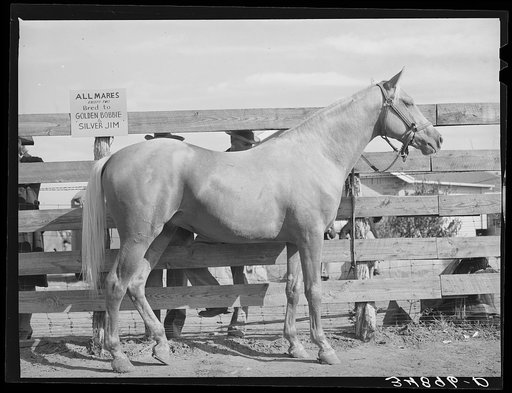 Palomino mare at auction sale. El Dorado, Texas