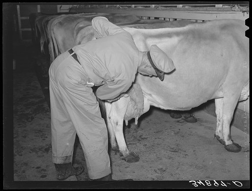 Washing udder of cow before milking at large dairy. Tom Green County, Texas