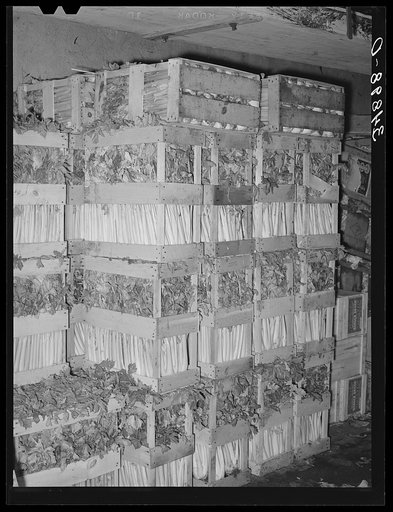 Crates of celery in wholesale grocery. San Angelo, Texas