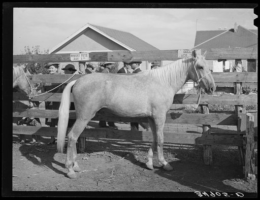 Two-year-old palomino at auction. El Dorado, Texas