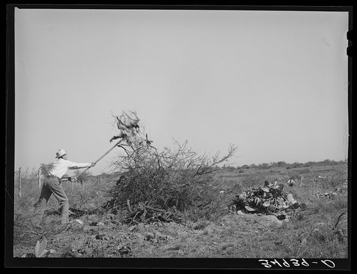 Clearing land. Throwing mesquite onto pile for burning. Tom Green County, Texas