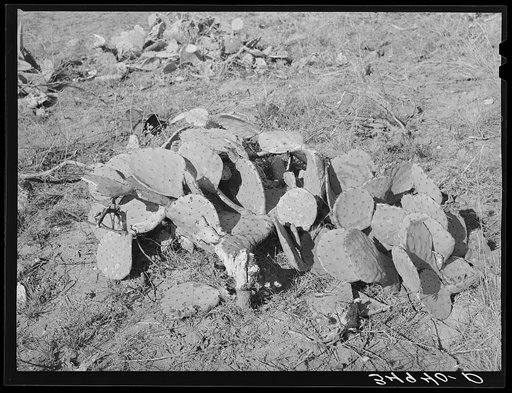 Prickly pears, a plant which must be grubbed out before cultivating land. Tom Green County, Texas