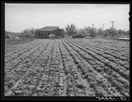 Untitled photo, possibly related to: Young spinach in rows. Truck farm, Tom Green County, near San Angelo, Texas