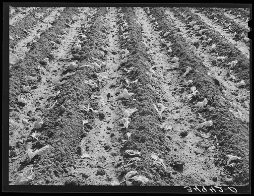 Young lettuce just put out by truck gardener. Tom Green County, San Angelo, Texas