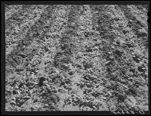 Young spinach in truck garden. Tom Green County, San Angelo, Texas