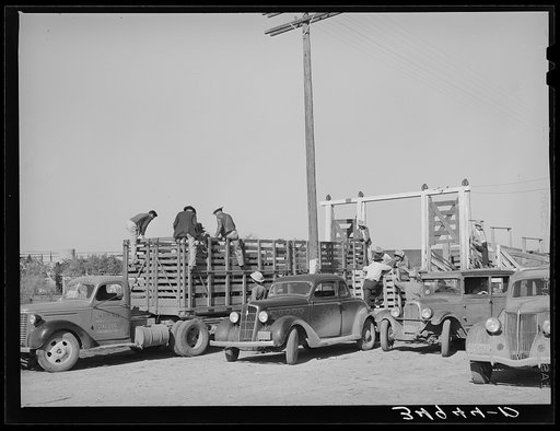 Activity at stockyards. Unloading cattle. San Angelo, Texas