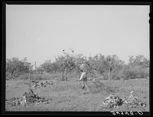 Clearing land which will be used for truck farming. San Angelo, Texas