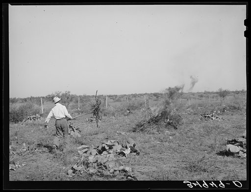 Clearing land which will be used for truck farming. San Angelo, Texas