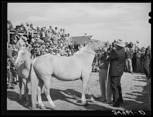 Attendant at Palomino horse auction looking at horse's teeth to determine his age. El Dorado, Texas
