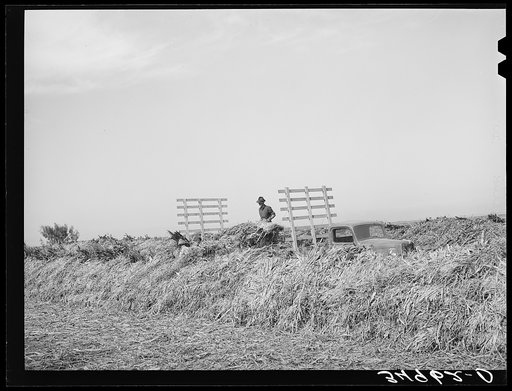 Unloading Kaffir corn at large dairy. Tom Green County, Texas