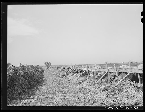 Feeding cows at large dairy. Tom Green County, Texas