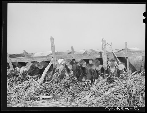 Cows feeding at large dairy. San Angelo, Texas