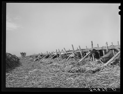 Untitled photo, possibly related to: Cows feeding at dairy in Tom Green County, Texas