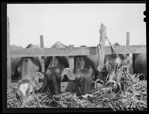 Cows feeding at dairy in Tom Green County, Texas