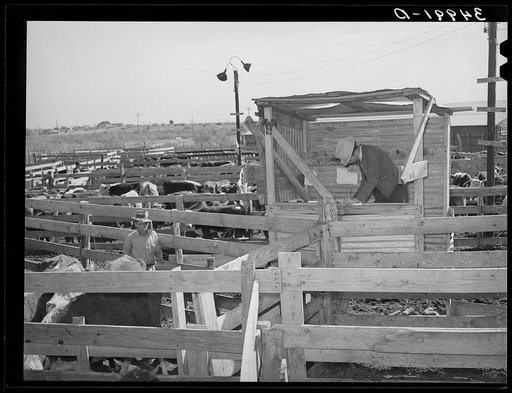 Checker in pens during auction at stockyards. San Angelo, Texas