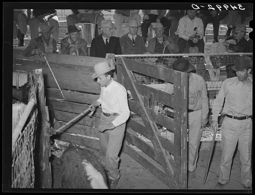 Gate opening into livestock auction ring: one animal has just come into ring, others are being barred with cane. Auction, San Angelo, Texas