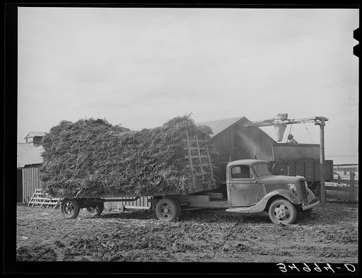 At large dairy in Tom Green County, feed is delivered to a barn, immediately chopped up and blown into a truck for transportation to feeding lot