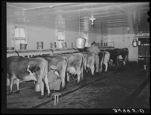 Vacuum milking of cows at dairy in Tom Green County, Texas