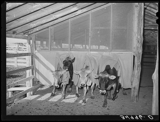 As cows come in from yards to milking shed they pass through a series of burlap bags to remove loose dirt and flies. Large dairy, San Angelo, Texas