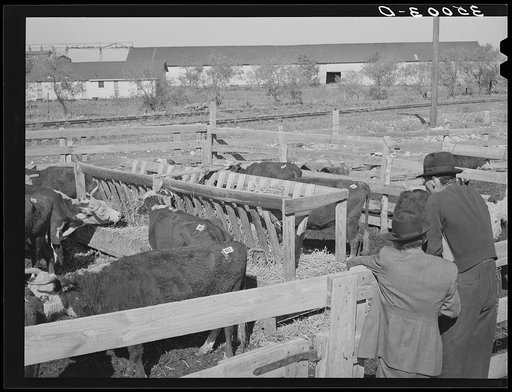 Men looking at cattle in pens. Stockyard, San Angelo, Texas