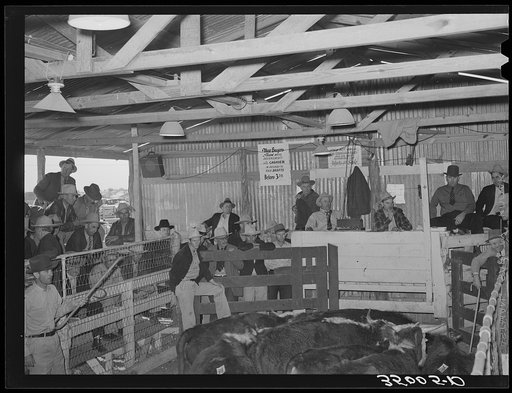 Livestock auction, San Angelo, Texas. Notice that picture includes spectators, auctioneer and livestock