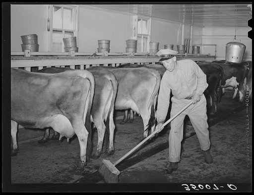 Cleaning up manure in milking shed. Large dairy, Tom Green County, Texas