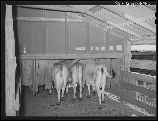 Cows going into burlap bags. Dairy, Tom Green County, Texas