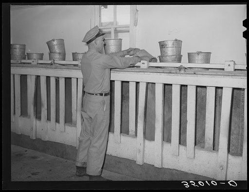 Attendant dumping bucketfull of cattle ration into feed stalls for cows to eat while being milked. Dairy, Tom Green County, Texas