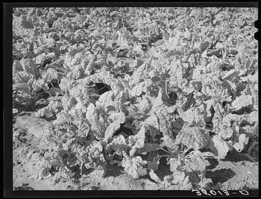 Spinach at truck garden. Tom Green County, near San Angelo, Texas