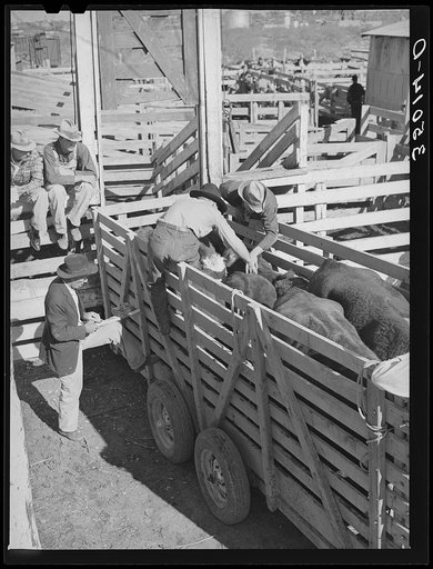 Applying identification stickers to cattle. Auction sale, San Angelo, Texas
