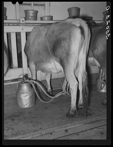 Cow being milked by vacuum milker. Dairy, Tom Green County, Texas