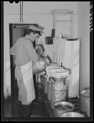 Straining milk at large dairy in Tom Green County, Texas