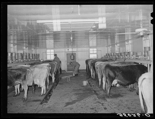 Cows in milking shed waiting for vacuum milker to be attached. Large dairy in Tom Green County, Texas