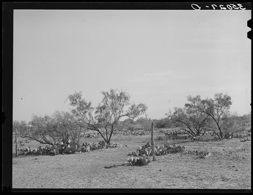 Character of mesquite land before being cleared. Tom Green County, Texas