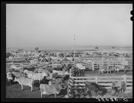 Herd of cattle in pens at large dairy in Tom Green County, Texas